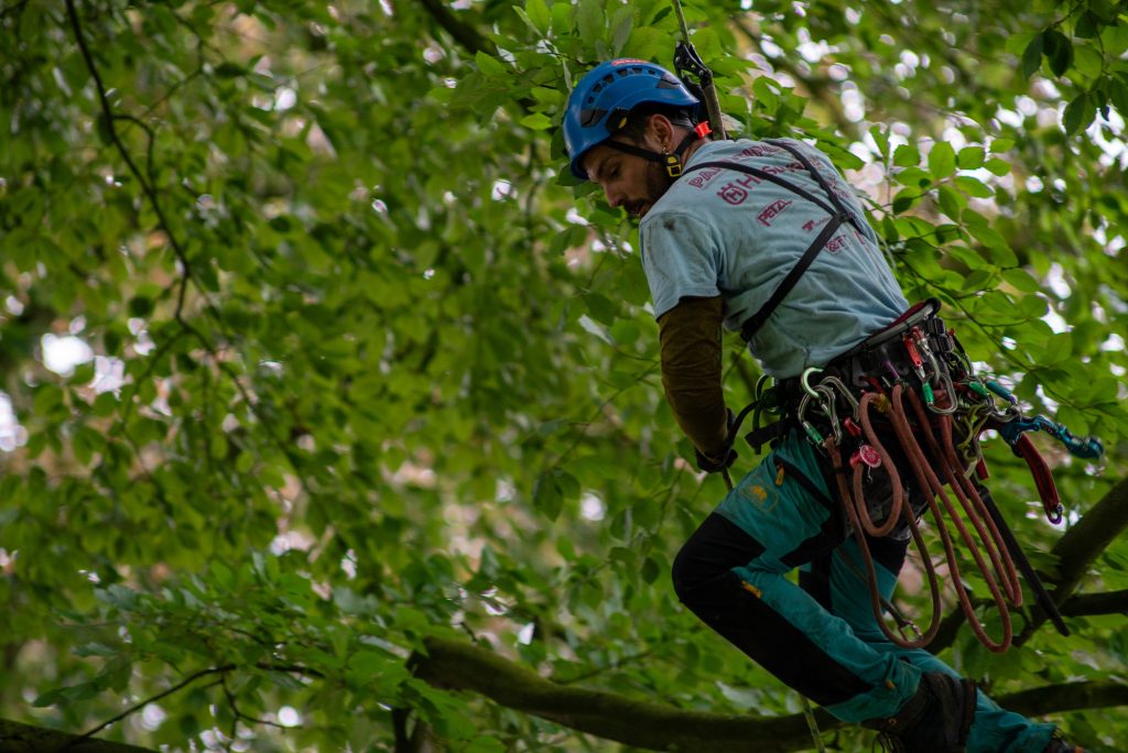 professional en poda d'arbres