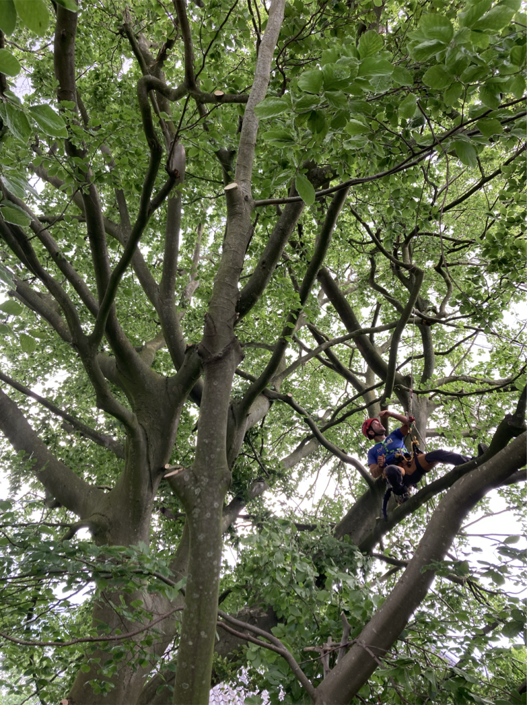 La poda de árboles es una práctica muy recomendable para mantener la seguridad y belleza de tus espacios verdes.